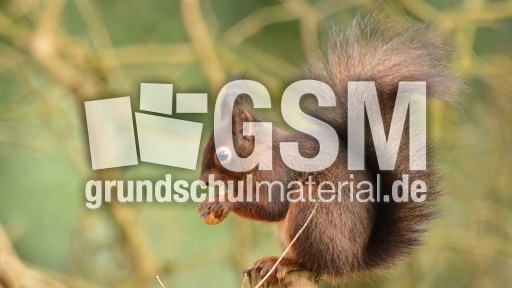 Eichhörnchen (24).jpg